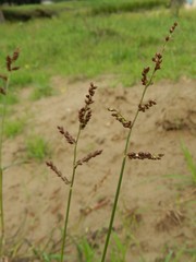 Echinochloa