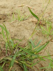Echinochloa