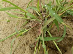 Echinochloa