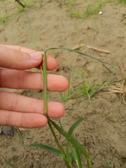 Echinochloa