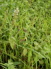 Mentha spicata