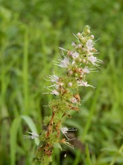 Mentha spicata