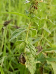 Mentha spicata