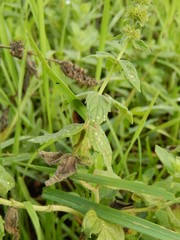 Mentha spicata
