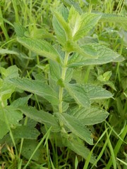 Mentha spicata