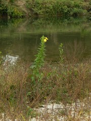 Oenothera stucchii