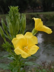 Oenothera stucchii