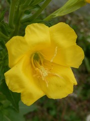 Oenothera stucchii