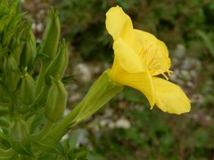 Oenothera stucchii