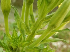 Oenothera stucchii
