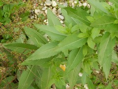 Oenothera stucchii