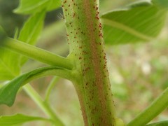 Oenothera stucchii