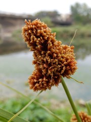 Cyperoideae