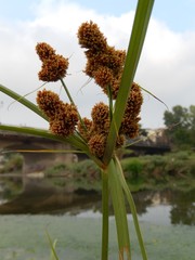 Cyperoideae