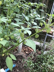 Physalis minima