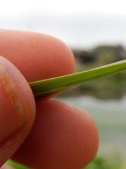 Cyperoideae