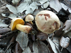 Aureoboletus gentilis
