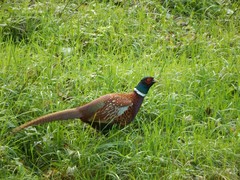 Phasianus colchicus