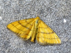 Idaea aureolaria