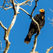 Daptrius Caracaras - Photo (c) Phil Kahler, some rights reserved (CC BY-NC), uploaded by Phil Kahler
