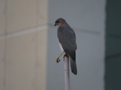 Accipiter badius