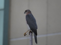 Accipiter badius
