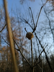 Striatoandricus aciculatus