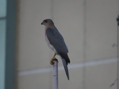 Accipiter badius