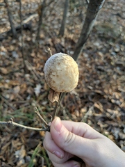 Striatoandricus aciculatus