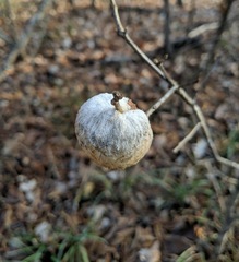 Striatoandricus aciculatus