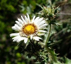 Berkheya cirsiifolia