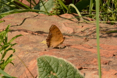 Catacroptera cloanthe cloanthe
