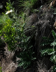 Berkheya cirsiifolia