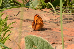 Catacroptera cloanthe cloanthe