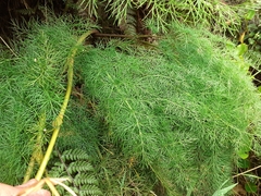 Anisotome