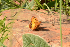 Catacroptera cloanthe cloanthe
