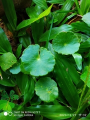 Hydrocotyle vulgaris