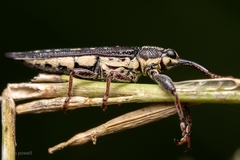 Rhinotia semipunctata