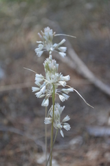 Allium diomedeum