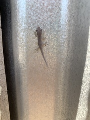 Phelsuma modesta modesta