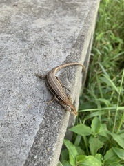 Trachylepis elegans