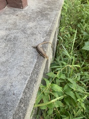 Trachylepis elegans