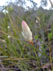 Johnsonia lupulina