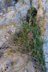 Asperula staliana