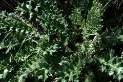 Berkheya cirsiifolia