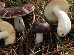 Russula caerulea