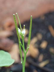 Cardamine hirsuta