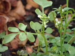 Cardamine hirsuta