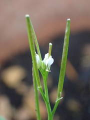 Cardamine hirsuta