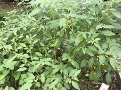 Physalis minima